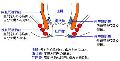 肛門の仕組みのイラスト