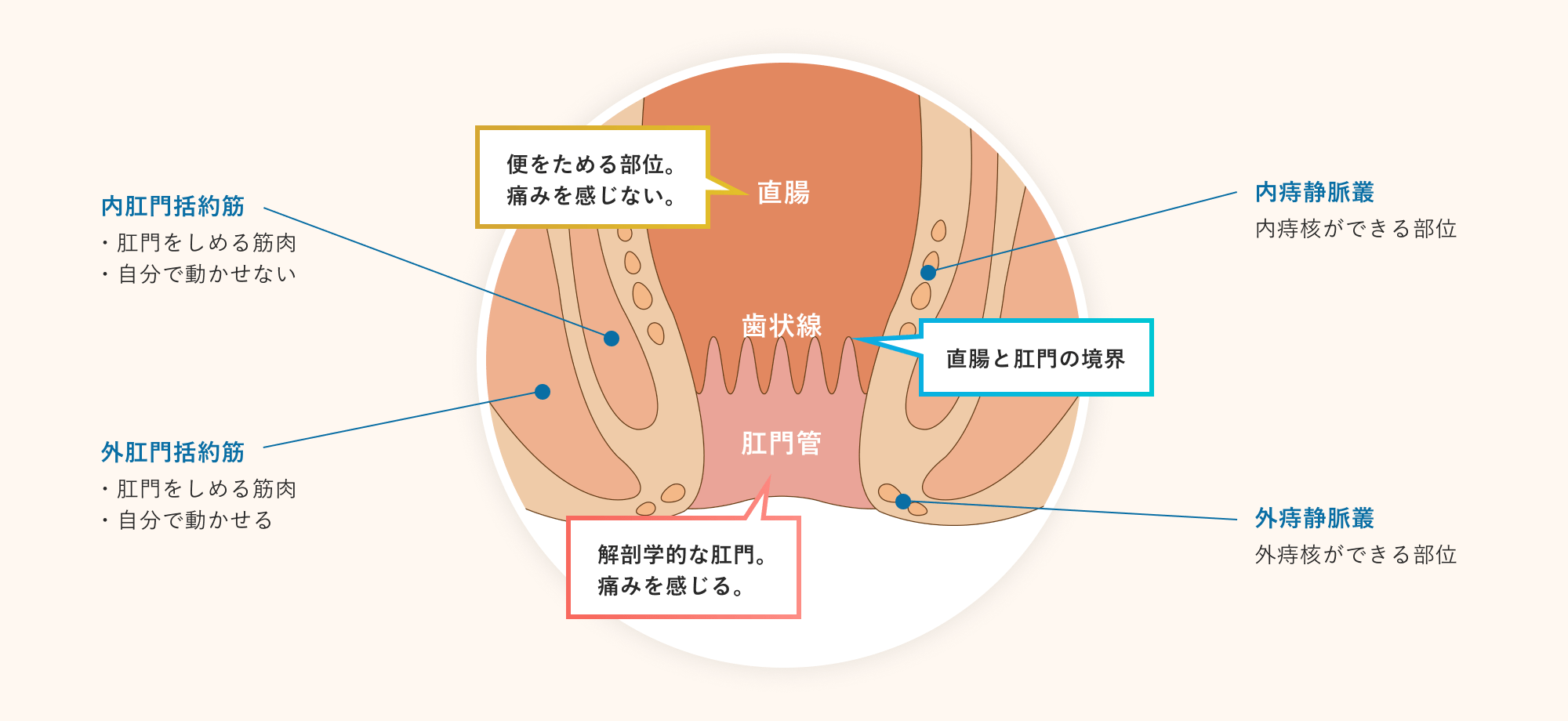 肛門の仕組み